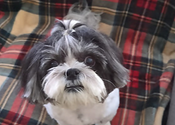 Peoria Pet Grooming Hearts Full of Love Pet Grooming