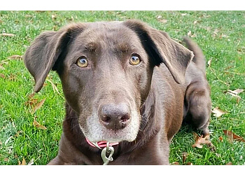  Hearts at Home Pet Sitting, LLC. Newport News Dog Walkers