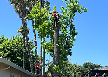 Roseville Tree Services Heartwood Professional Tree Management Inc.