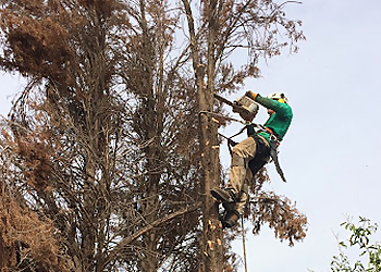 Gilbert Tree Services Heartwood Tree Care