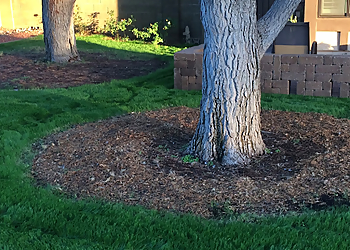 Gilbert Tree Services Heartwood Tree Care