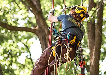 Madison Tree Services Heartwood Tree Company