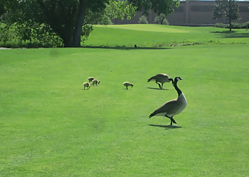 Aurora Golf Courses Heather Ridge Golf Course