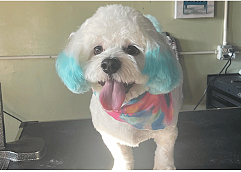 Sunnyvale Pet Grooming Heidi’s Dog Grooming