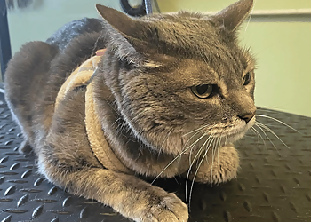 Sunnyvale Pet Grooming Heidi’s Dog Grooming