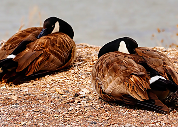 Henderson Bird Viewing Preserve - Henderson, NV Places To See - Sightseeing Image