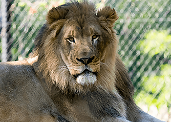 Madison Places To See Henry Vilas Zoo
