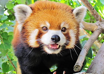 Madison Places To See Henry Vilas Zoo