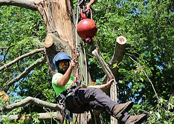 Akron Tree Services Hercules Tree Service