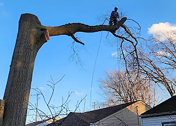 McKinney Tree Services Hernandez Tree Experts
