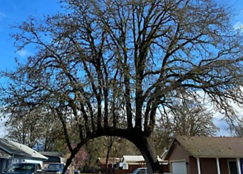 McKinney Tree Services Hernandez Tree Experts