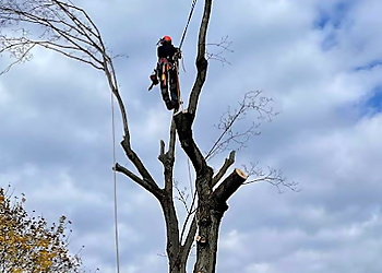 Plano Tree Services Hernandez Tree Experts