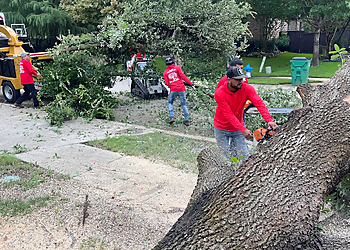 Plano Tree Services Hernandez Tree Experts