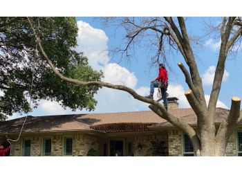 Hernandez Tree Experts Plano Tree Services