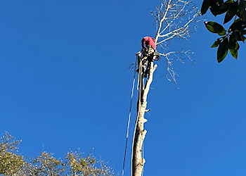 Charleston Tree Services Hernandez Trees & Lawn care LLC