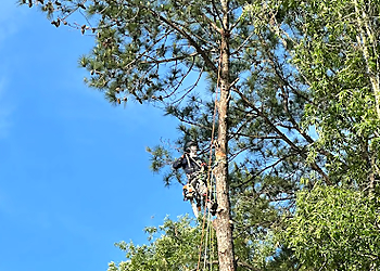 Charleston Tree Services Hernandez Trees & Lawn care LLC