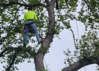 Arlington Tree Services Hernandez tree care