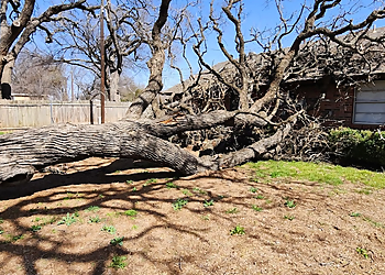 Arlington Tree Services Hernandez tree care