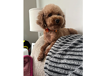 Independence Veterinary Clinics Hidden Valley Animal Hospital