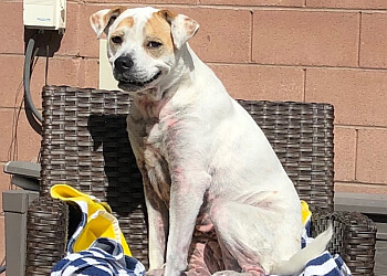 Las Vegas Dog Walkers High 5 Pet Care