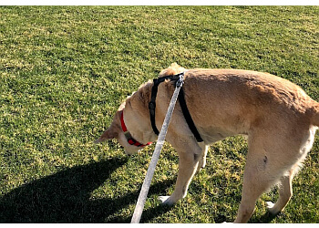 Las Vegas Dog Walkers High 5 Pet Care