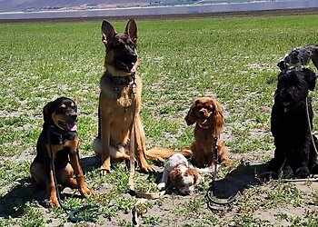 Reno Dog Training High Desert Dog Training