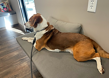 Fayetteville Veterinary Clinics Highland Animal Hospital