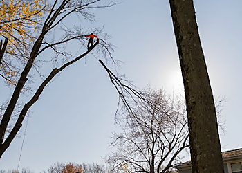 Syracuse Tree Services Highland Tree Service LLC