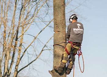 Syracuse Tree Services Highland Tree Service LLC