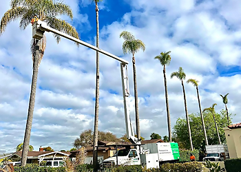 Chula Vista Tree Services Higuera Tree Care