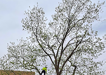 Lubbock Tree Services Hildebrandt Tree Tech-SavATree