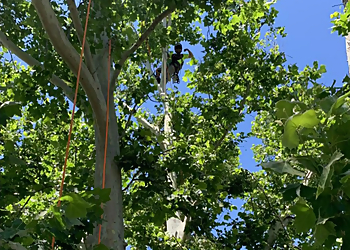 Hildebrandt Tree Tech-SavATree Lubbock Tree Services image 1