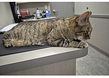 Little Rock Veterinary Clinics Hillcrest Animal Hospital