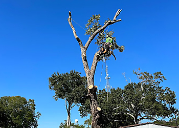 Lafayette Tree Services Hollands Tree Care