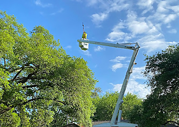 Lafayette Tree Services Hollands Tree Care