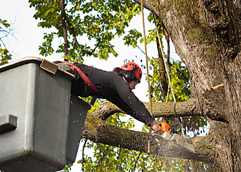 Chula Vista Tree Services Holly Oaks Arbor Care