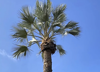 Chula Vista Tree Services Holly Oaks Arbor Care