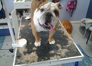 West Valley City Pet Grooming Holly’s Happy Hounds