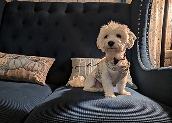 Newark Dog Walkers Home Away From Home Pet Services