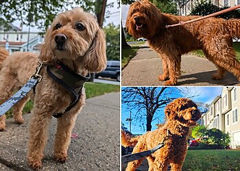 Newark Dog Walkers Home Away From Home Pet Services