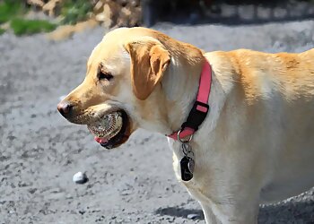 Nashville Dog Walkers Home Run Pet Care, LLC