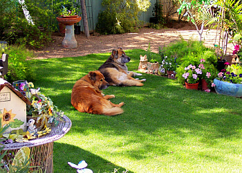 Home Sweet Home Pet Sitting and Dog Walking Tucson Dog Walkers