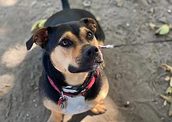 Newport News Dog Walkers Honey B's Pet Sitting and Pet Care Services, LLC