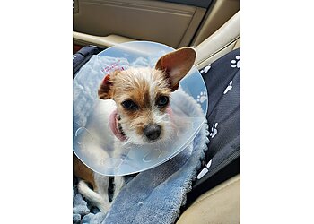 Scottsdale Veterinary Clinics Horizon Animal Hospital