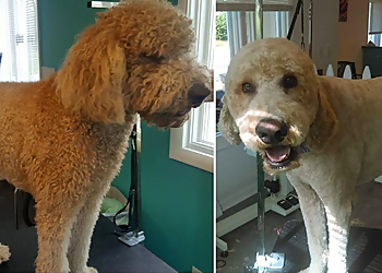 Hot Dog's pet Salon, LLC - Toledo, OH Pet Grooming - Project Image