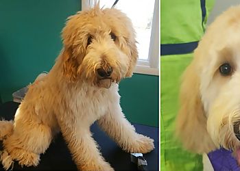 Hot Dog's pet Salon, LLC - Toledo, OH Pet Grooming - Service Highlights