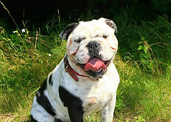 Hot Dog's pet Salon, LLC - Toledo, OH Pet Grooming - Service Image