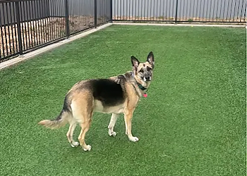 Hotel K Pet Sitting & Dog Walking Hotel K Pet Sitting & Dog Walking - Madison, WI Dog Walkers - Service Image