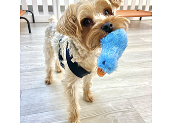 Walnut Creek Pet Grooming Hound Lounge