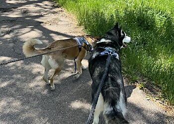 Colorado Springs Dog Training House of Dog Training Boarding&Behavior Center